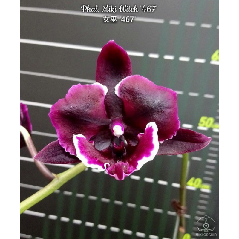 みみ様　　ワイルドフラワーパンチ Орхiдея Phal. Miki Witch 467 big lip - купити, доставка Україна